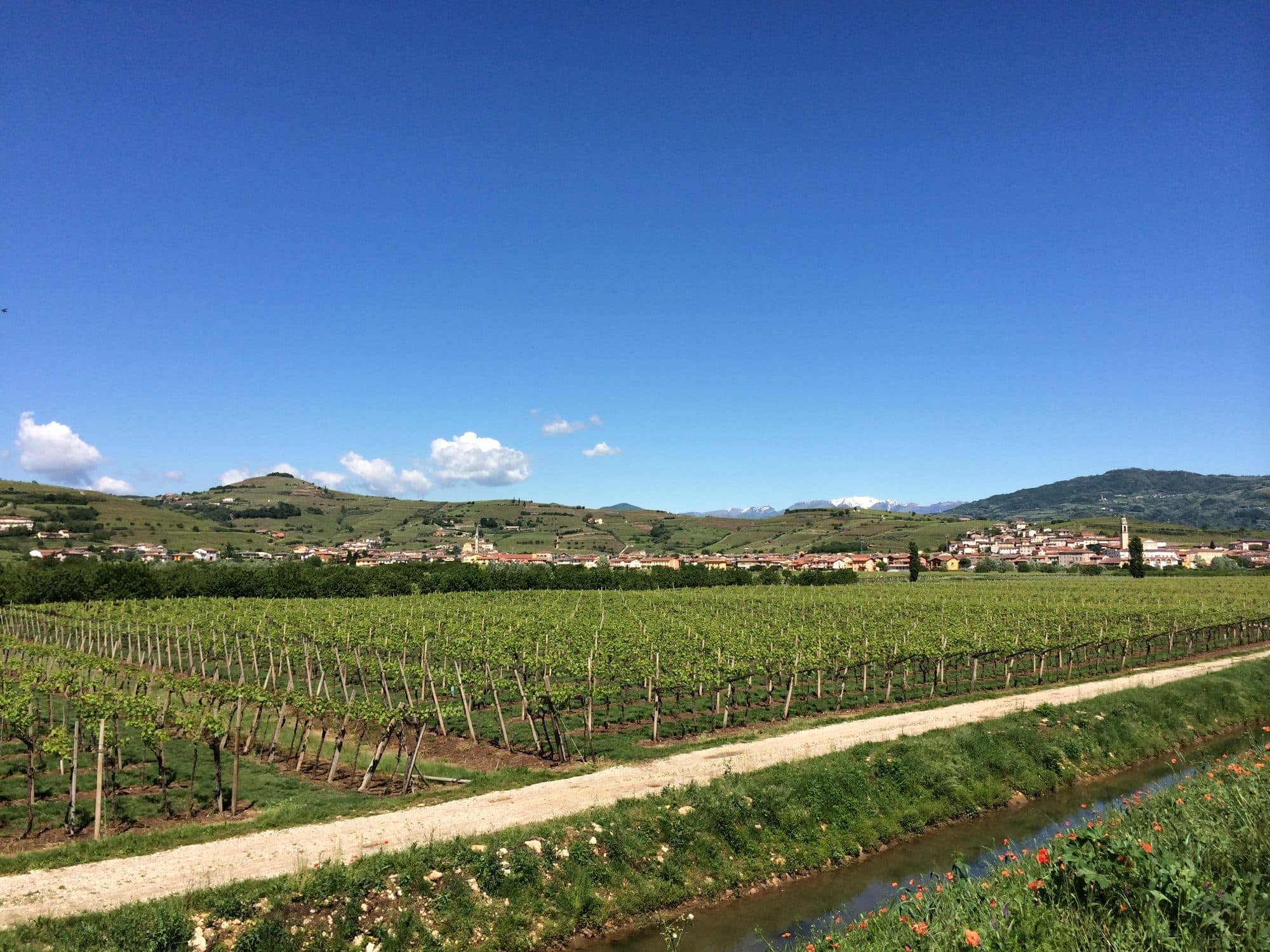 Vigneti collinari verso i Monti Lessini